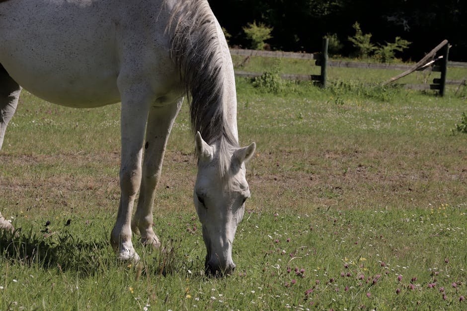 Therapy horse grazing in a paddock during a rest period