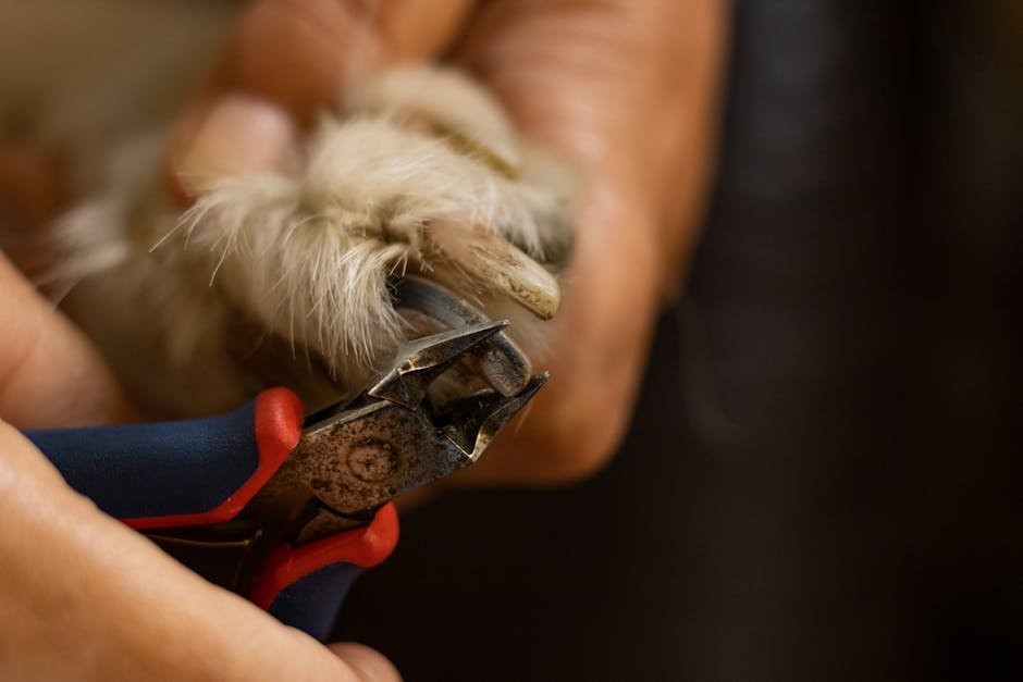 Hands holding pet paw during compassionate veterinary visit