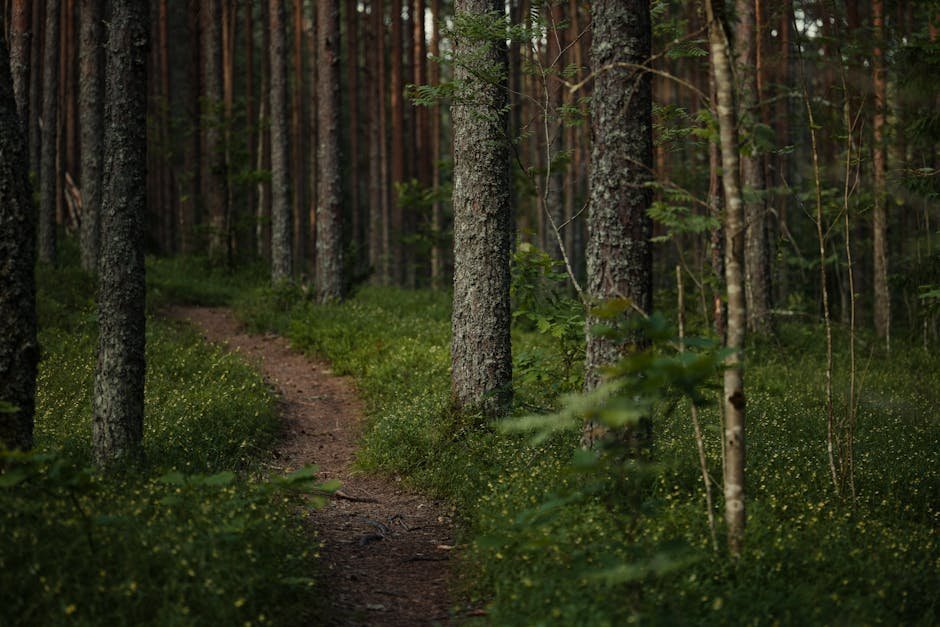 Forest bathing guide leading small group on slow sensory walk through Pacific Northwest forest